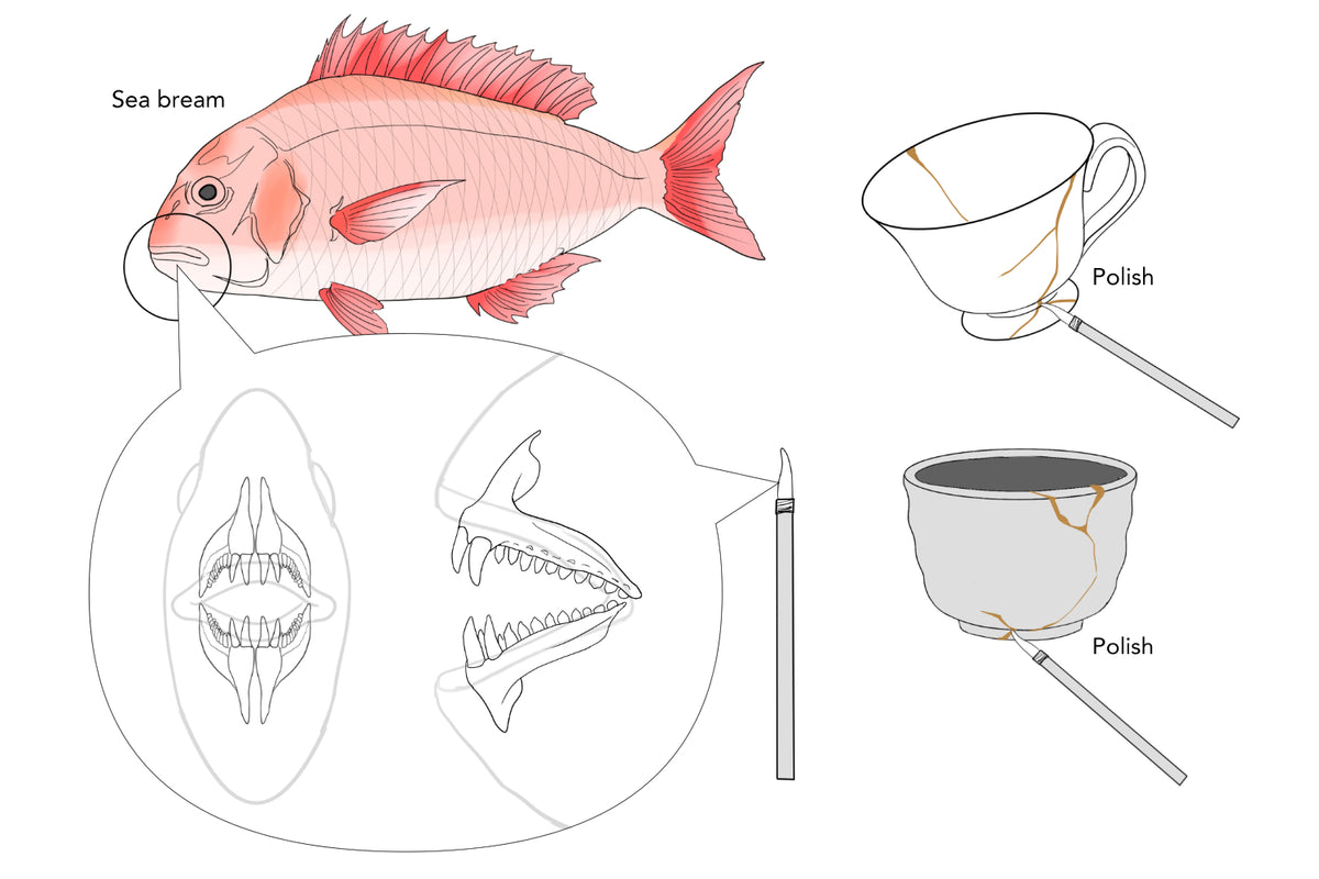 Illustration of taiki-migaki (sea bream tooth polishing) technique — a rare traditional method using actual sea bream fish teeth to polish lacquer to a warm, organic luster