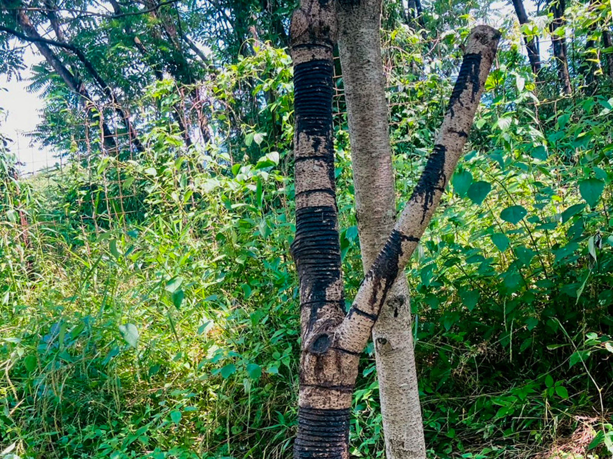 Japanese lacquer tree (urushi) with horizontal tapping scars from urushi-kaki sap harvesting, the blackened cuts marking where raw lacquer was collected.