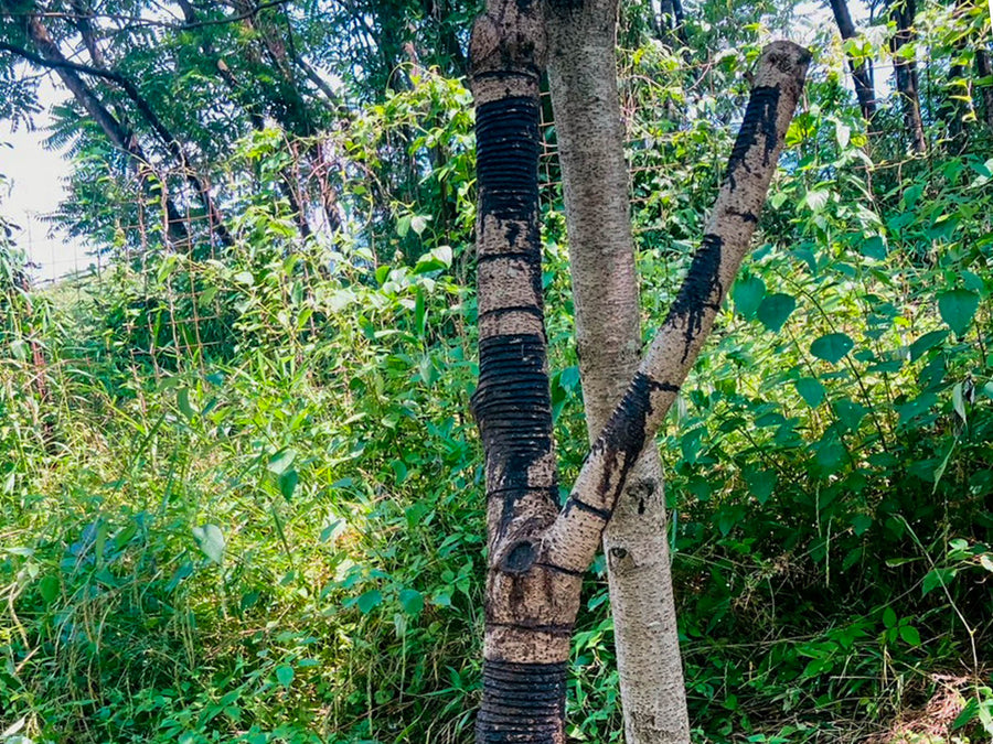 Japanese lacquer tree (urushi) with horizontal tapping scars from urushi-kaki sap harvesting, the blackened cuts marking where raw lacquer was collected.