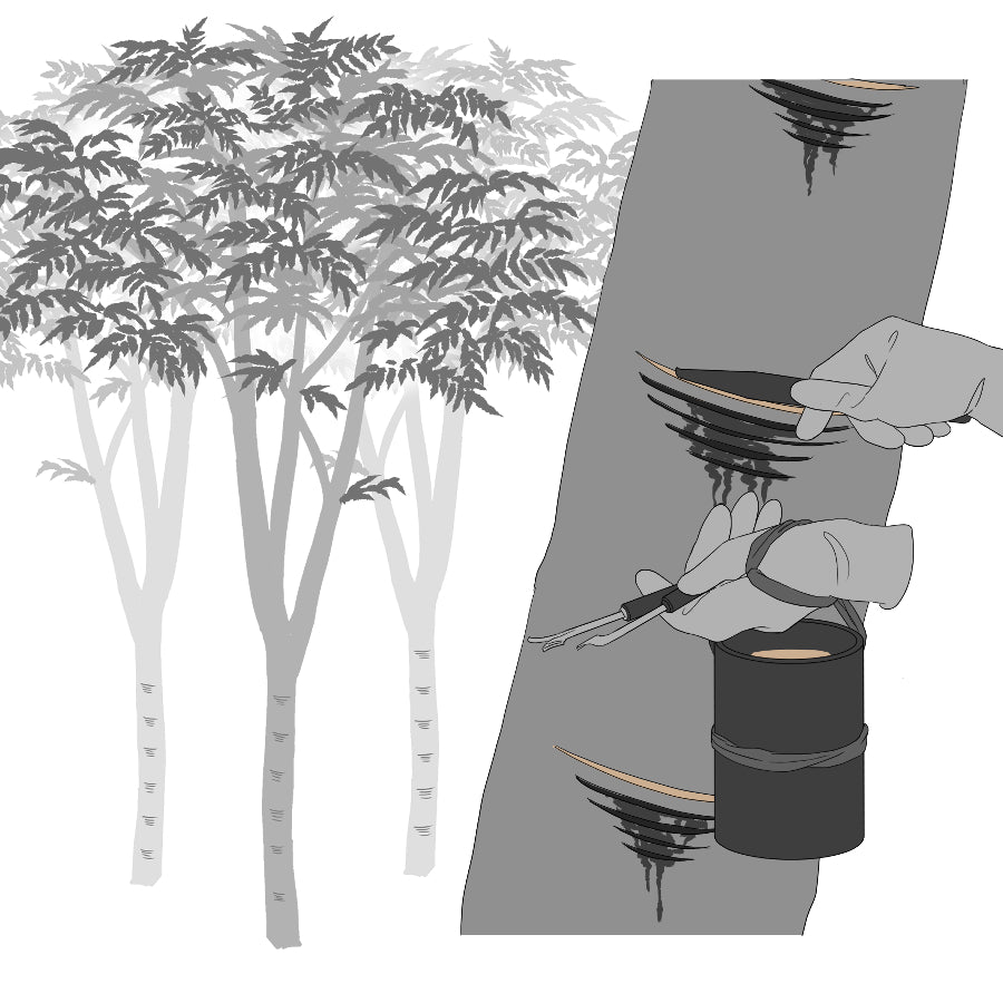 Japanese artisan hand-harvesting urushi sap from a lacquer tree (Toxicodendron vernicifluum) using traditional tapping technique in a mountain forest.