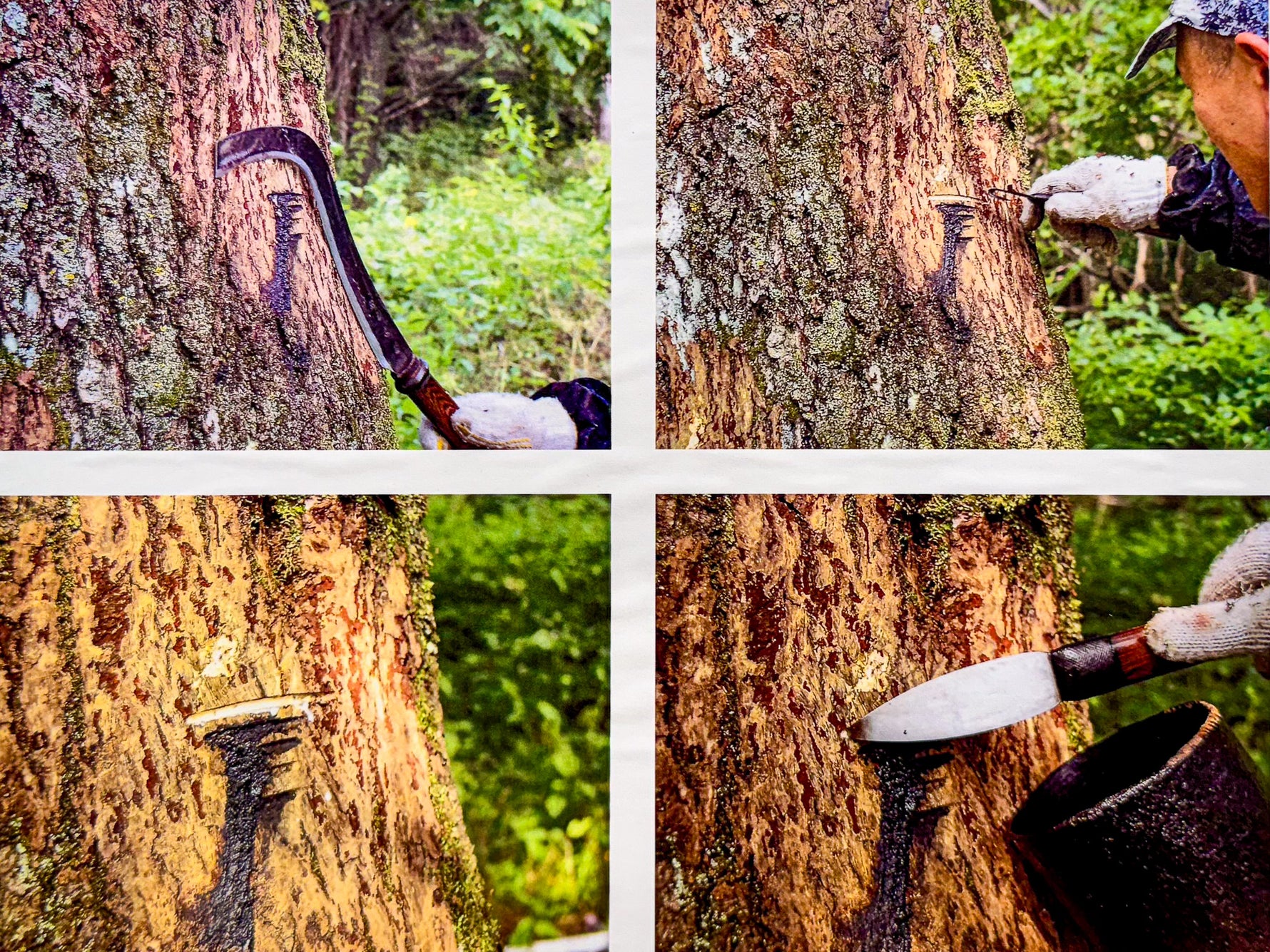 Traditional urushi-kaki tapping process showing four stages of harvesting natural lacquer sap directly from the bark of a Japanese urushi tree, the centuries-old craft behind authentic kintsugi